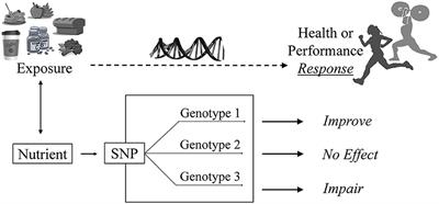 Sport Nutrigenomics: Personalized Nutrition for Athletic Performance